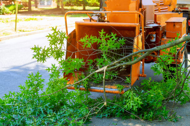 Large Tree Removal in Fairfield Plantation, GA